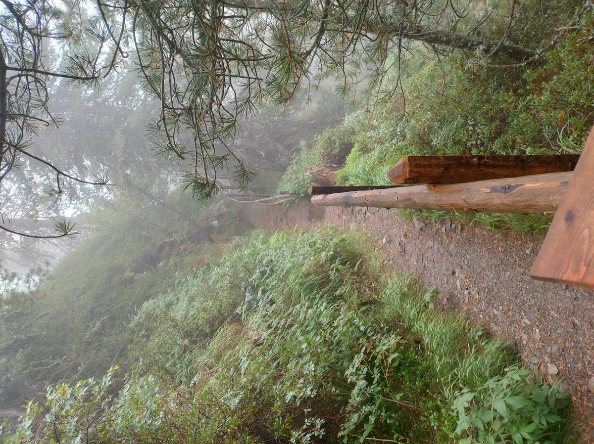 Trail in the forest