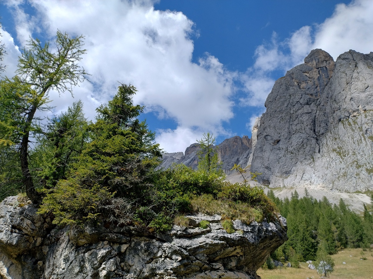 A view from the trail in the forest