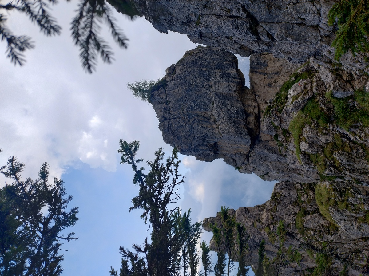 A tree growing on a rock